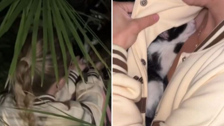 Woman Hears Squeaky Cries In Palm Tree On California Beach Only To Find Tiny Soul Tied In It