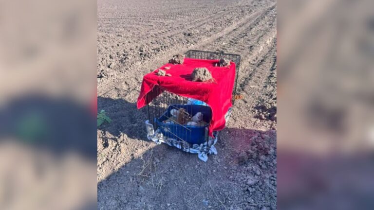 Women Saw A Carrier In The Middle Of A Dirt Field In Texas And Then The Situation Became Clear