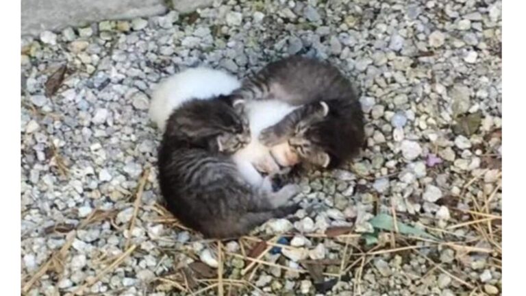 Kittens Refuse To Let Their Sister Freeze In An Emotional Rescue Scene In Florida