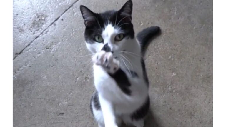 Ohio Man Asks His Cat ‘Who’s A Good Boy?’ And Gets A Hilarious Response