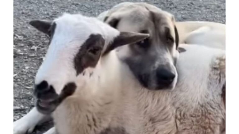 Kentucky Woman Takes In Orphaned Lamb And Her Dog’s Reaction Stuns Everyone