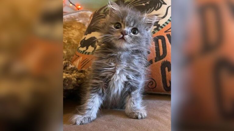 California Woman Opened Home To Little Rescue Kitten, She Wasn’t Prepared For What Followed