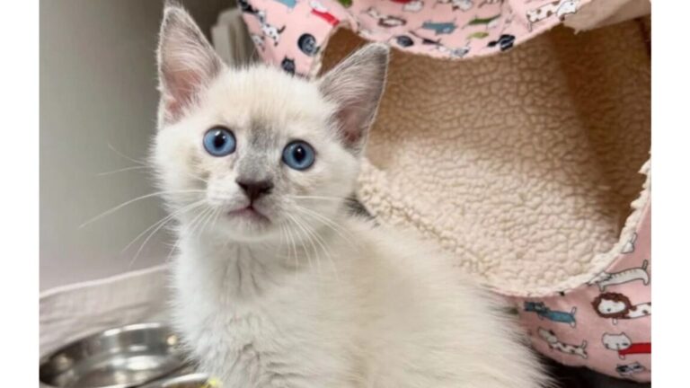 Kitten Labeled ‘Immediate’ At Indiana Shelter Meets A Kind Woman And Finally Gets Second Chance