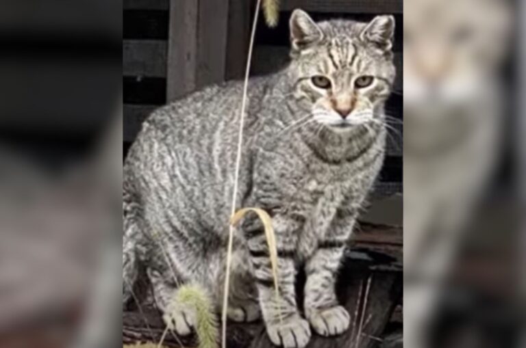 Stray Cat Starts Pawing At Shelter Door In New Jersey, Desperately Hoping For A Second Chance