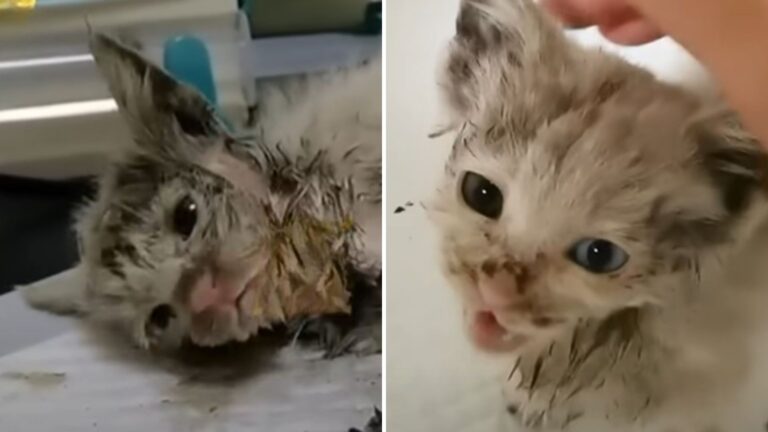 Minnesota Man Finds Tiny Kitten Covered In Mud And Realizes It May Be Living Its Last Moments