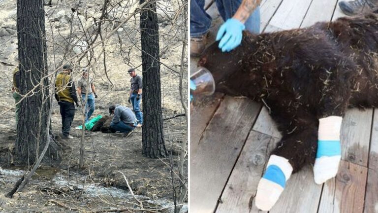 Local Spots Badly Injured Bear During Wildfire In Nevada And Acts On Instinct