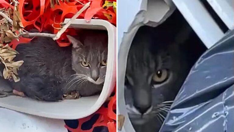 Shy Cat Found In Discarded Toilet In NY Leaves Rescuers Amazed At What Happens Next