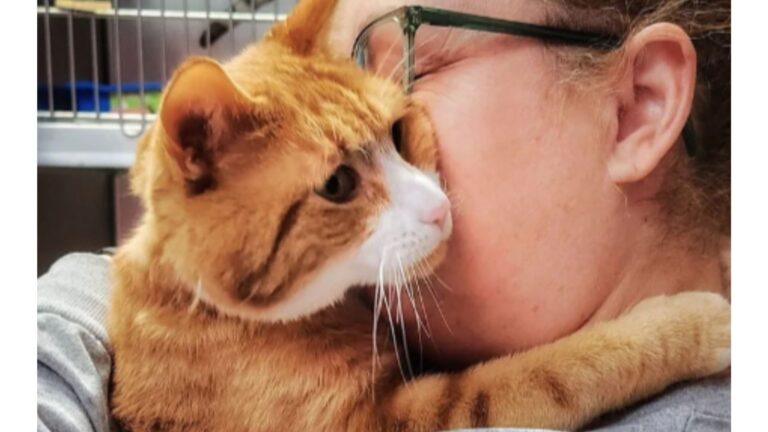 New Jersey Shelter Cat Had One Clever Trick Up His Sleeve, And It Helped Him Get A Forever Home