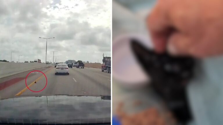 Tiny Speck On Florida Highway Makes Driver Turn Around And Take A Closer Look