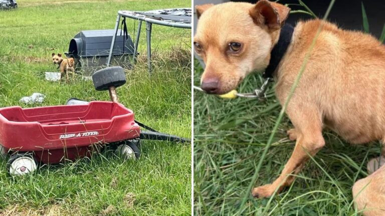 North Carolina Dog Chained To Old Trampoline Endured Years Of Neglect No Animal Should Face