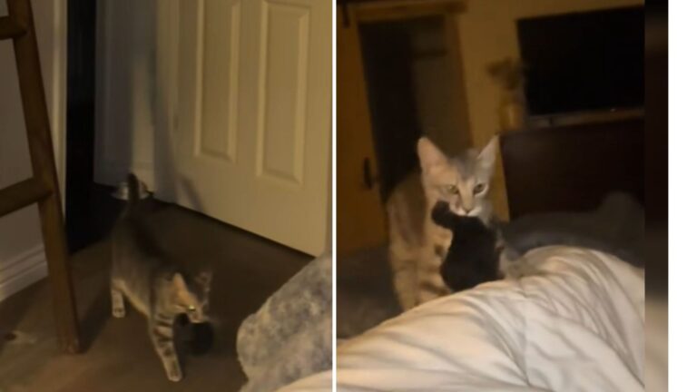 Arizona Cat Carries Her Kittens To Owner’s Bed And Demands Help In The Cutest Way