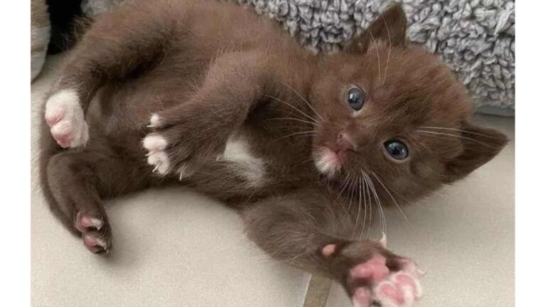 California Rescuers Save Struggling Mama Cat, Then One Look At Her Kittens Leaves Them In Awe