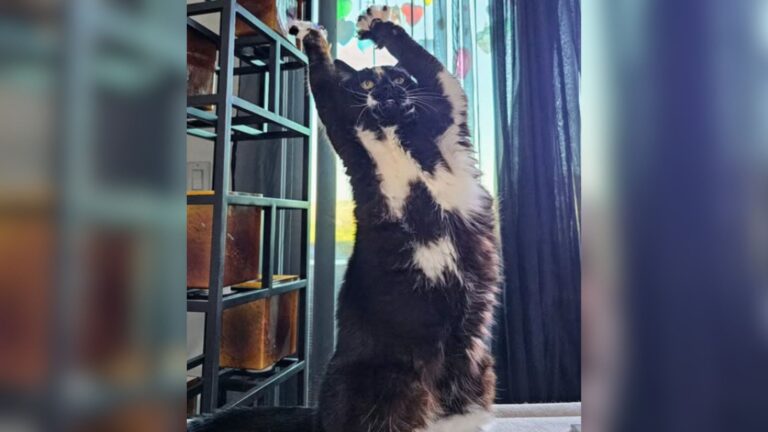 Man In California Records His Cat’s Funny Talent And It Instantly Goes Viral