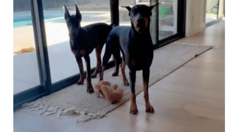 California Man Pulls Out Phone To Film His Dogs Playing, Unaware Of The Chaos About To Unfold