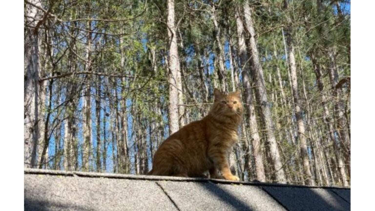 Michigan Man Spends A Year Trying To Befriend A Stray Cat, Then The Moment Finally Arrives