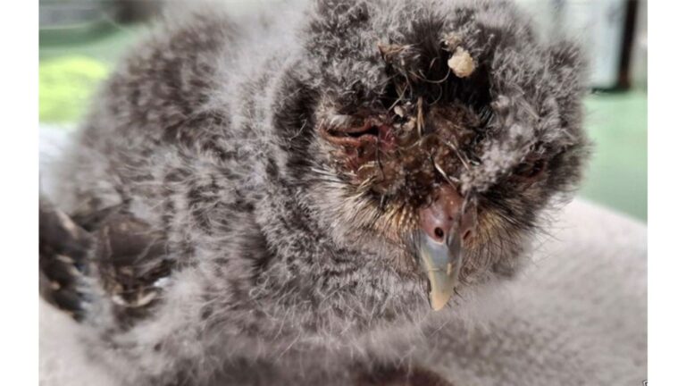Driver Sees Motionless Creature By The Roadside In Pennsylvania And Acts On A Gut Feeling