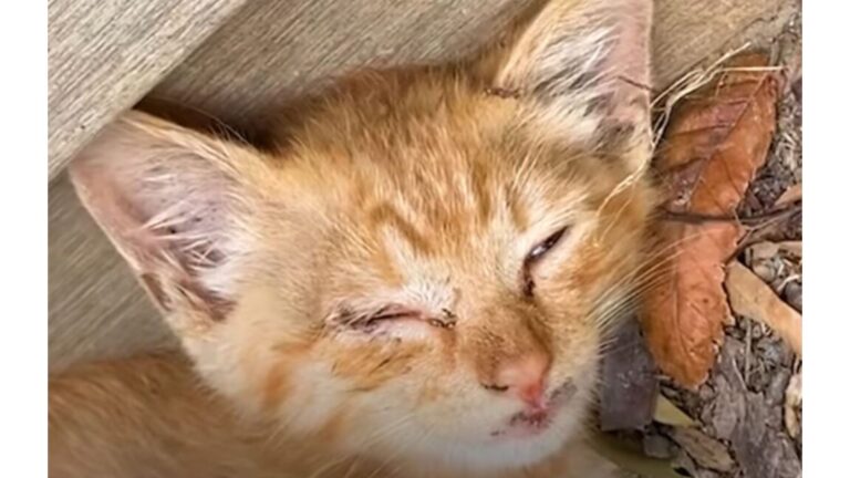 North Carolina Man Finds Tiny Kitten In His Yard And Realizes It May Be Living Its Last Moments