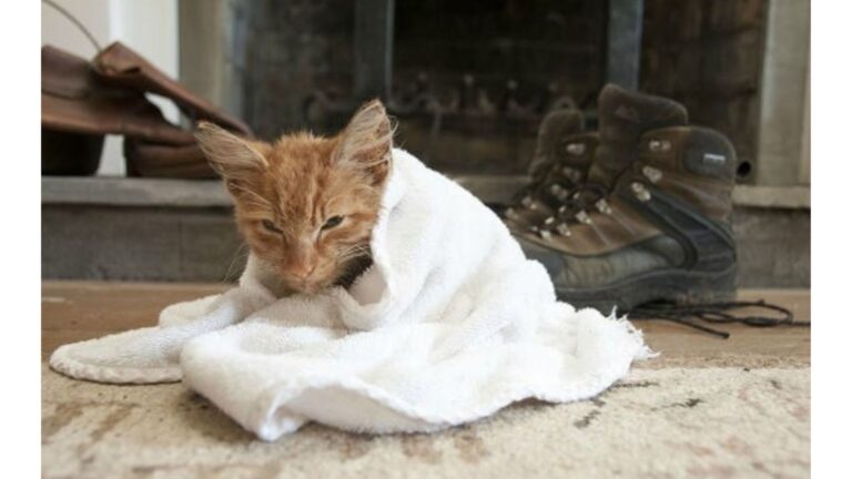 Virginia Man Discovers Tiny Kitten In The Woods And Becomes His Safe Place