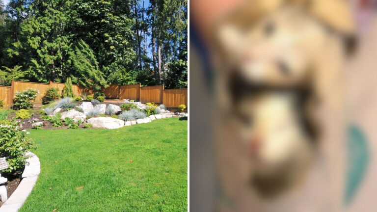 Las Vegas Man Heard Pitiful Cries From Bushes In His Yard, The Next Moment Took Him By Surprise