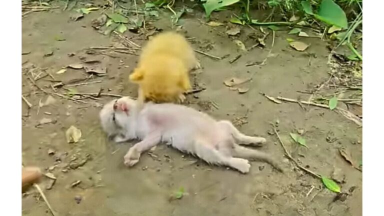 Michigan Man Witnesses Heartbreaking Moment As Kitten Tries To Revive Its Unresponsive Sibling