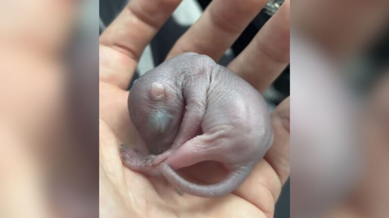 California Man Finds Odd Pink Creature Wobbling Through His Yard And Can’t Believe His Eyes