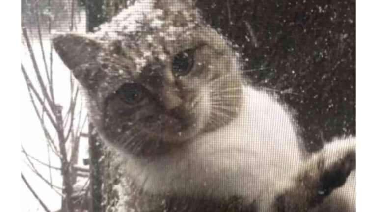 NY Man Gets Surprising Visitor Pawing At His Window During Snowstorm, Then Realizes Who It Is