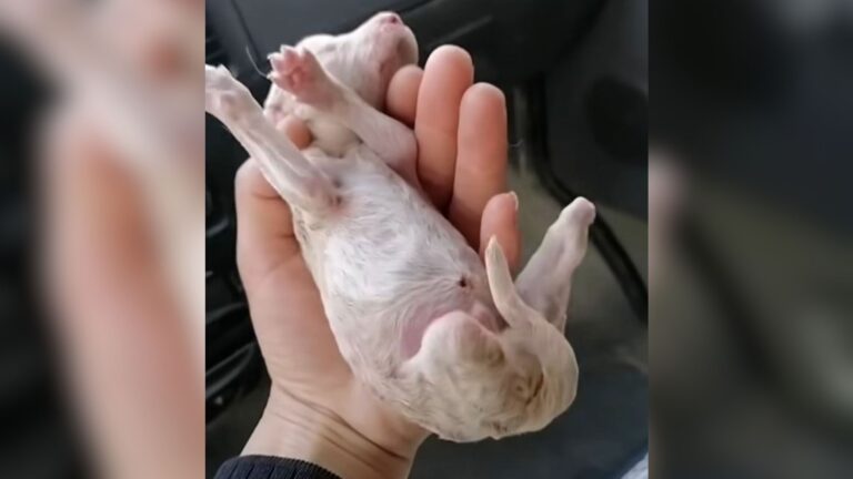 NY Man Finds Newborn Puppy Desperately Crawling On The Roadside, Then Realizes Sad Reality