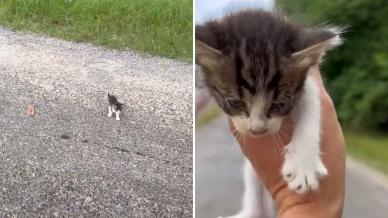 Ohio Man Stops For Tiny Kitten By Roadside And Has No Idea What He’s Walking Into
