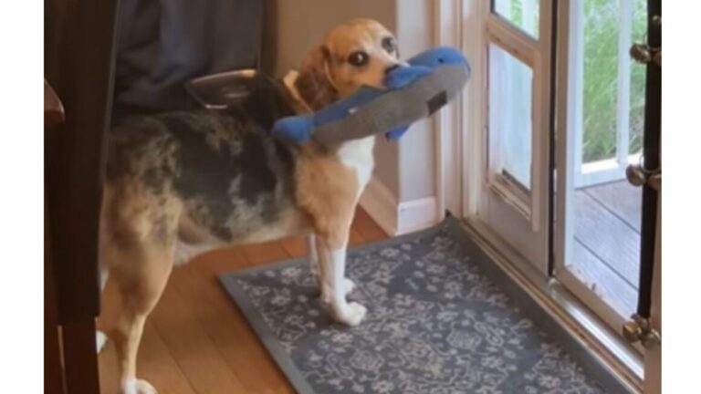 Iowa Homeowner Caught Unexpected Break-In And The “Suspect” Was On A Very Bold Mission