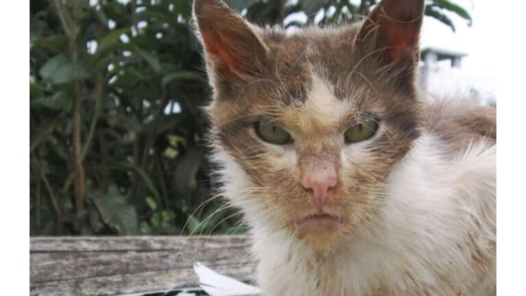 Cat Found In Disturbing Condition Leads Wisconsin Rescuers To A Shocking Encounter With Owners