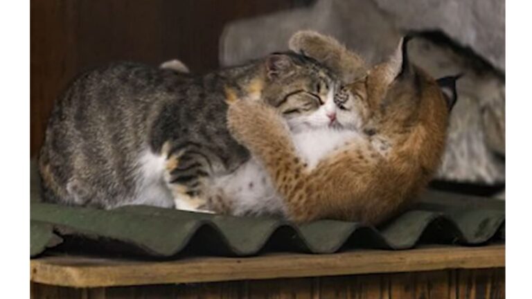 Michigan Cat Goes Viral After Taking In Abandoned Lynx Cub As Her Own
