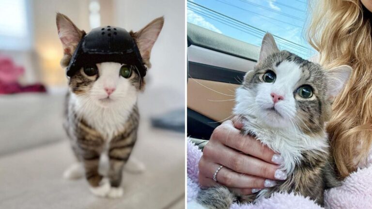California Kitty Makes Miraculous Comeback After Surgery And Gets A Heartwarming Surprise