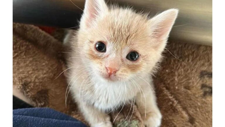 Orphaned Kitten Cries His Lungs Out In Empty Home In Milwaukee, Then Finally Gets Heard