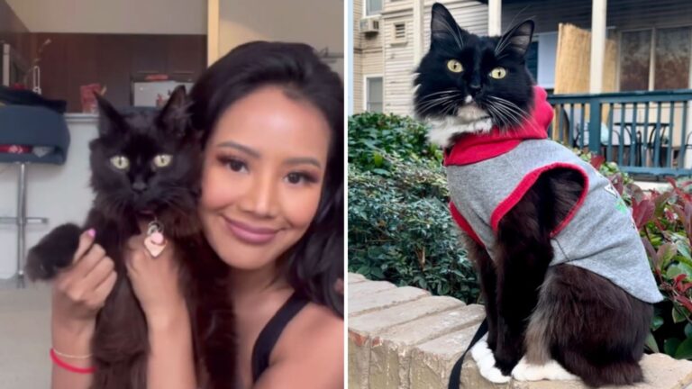 LA Actress Adopts Terminally Ill Cat Expecting Goodbye, Then Witnesses Something Unbelievable