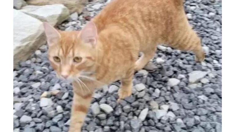 Lost Cat’s Remarkable Journey Across West Virginia Ends In Emotional Reunion With Owners
