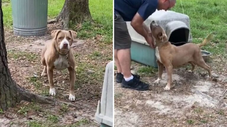 Alabama Couple Notices A Chained Dog, Then Finds A Heartbreaking Scene In His Little House