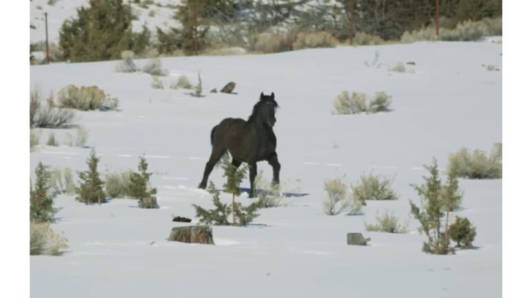 Watch The Moment A Wild Stallion Spots His Soulmate Again After Being Separated In Oregon