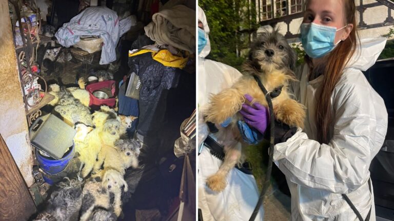 Rescuers Enter Dark, Trash-Filled Home In Pennsylvania, Shine The Lights And Freeze At The Sight