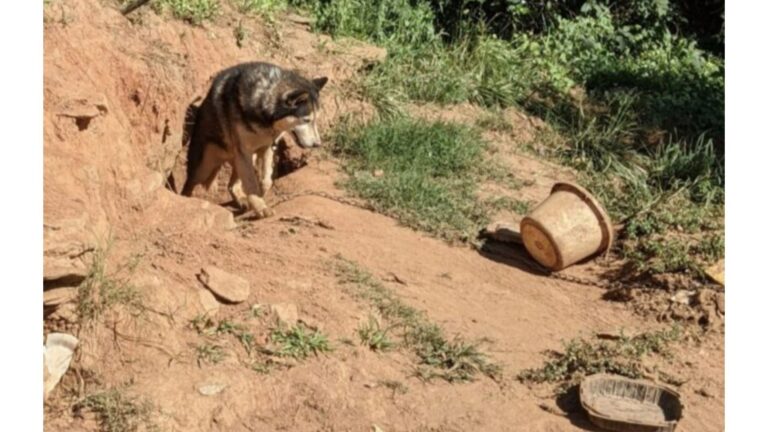 North Carolina Team Finds Chained Husky In Yard, Then Witnesses A Heartbreaking Moment