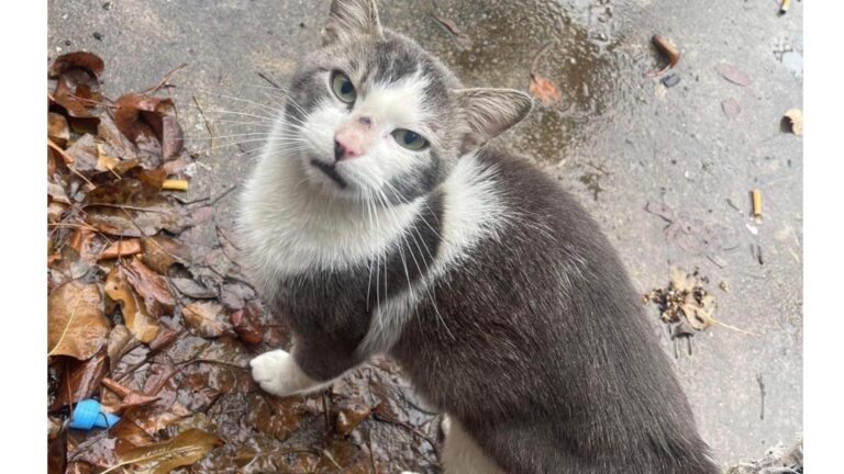 New Jersey Woman Learns Neighbors Left Their Cat Behind After Moving And Refuses To Ignore It