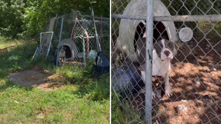 Neighbors In Georgia Watch Dog Suffering In Cage For Years And Decide To Change Her Life