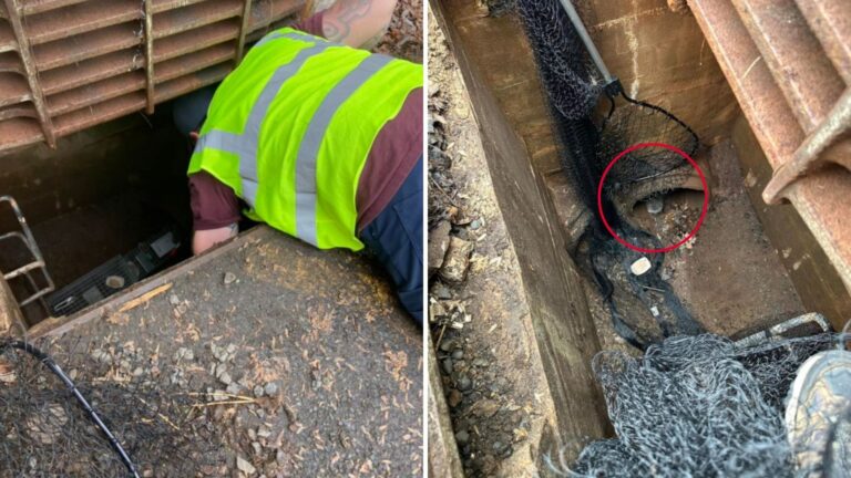 New Jersey Team Heard Squeaky Cries From Storm Drain And Immediately Knew This Was Bad