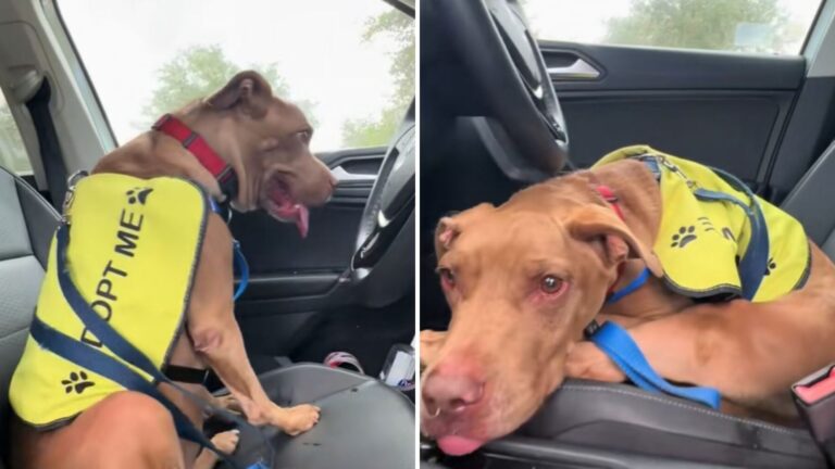 Florida Shelter Dog Has The Best Day Out, But The Ending Is Absolutely Heartbreaking