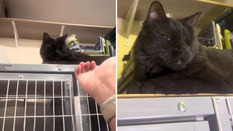 New York Shelter Cat Refuses To Lose Her Cheer Despite Everything She’s Been Through