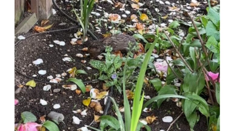 Strange Sounds In Flower Bed Lead New York Woman To A Wild Discovery