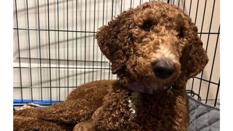 NY Woman Decides To Foster A Rescue Poodle, Then Wakes Up To A Moment She Never Saw Coming