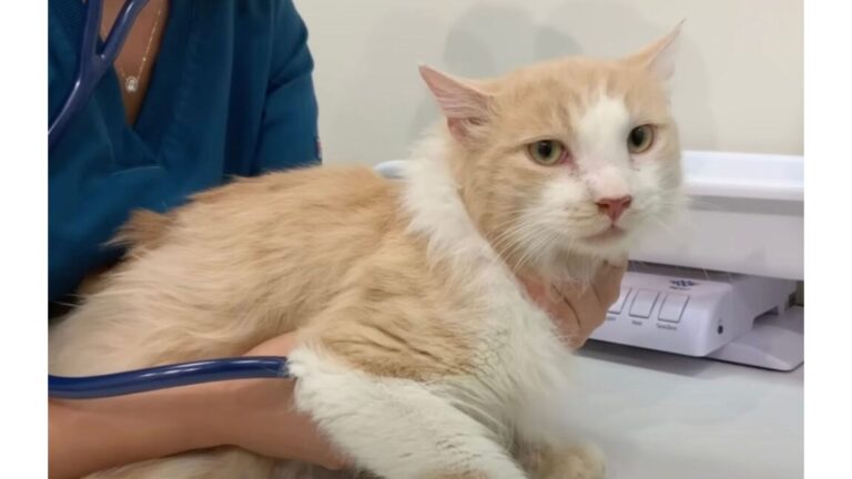 NYC Man Spends Days Gaining A Stray Cat’s Trust And What Happens Next Is Beautiful