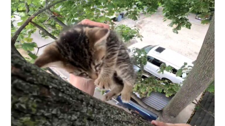 New York Man Investigates Strange Sounds In A Tree And Finds A Tiny Life In Need