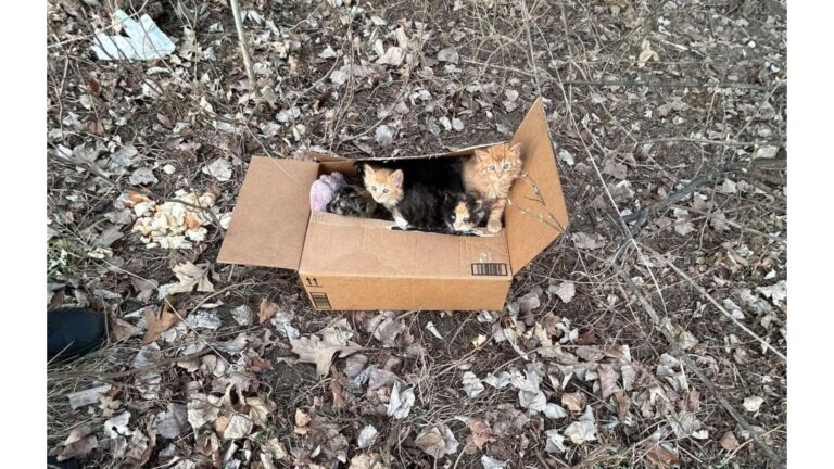 Ohio Team Notices A Box Sitting In A Park And Faces A Cold, Heartless Abandonment