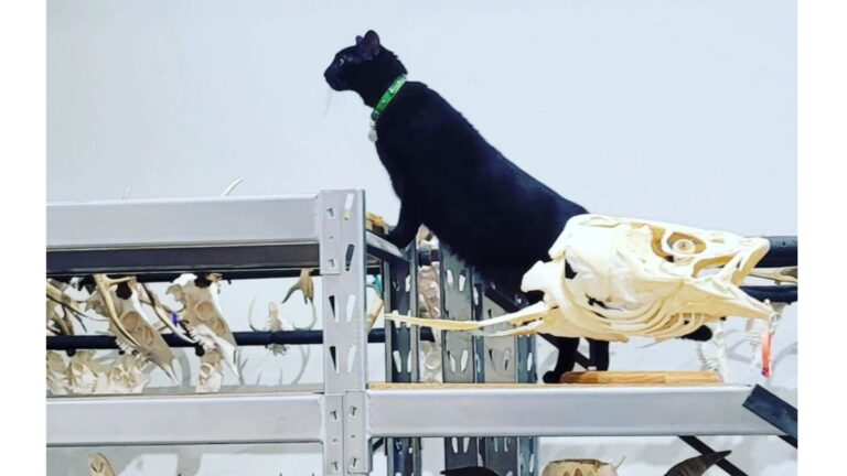 Oklahoma Museum’s Most Loved “Exhibit” Has Four Paws, Big Personality, And The Perfect Name
